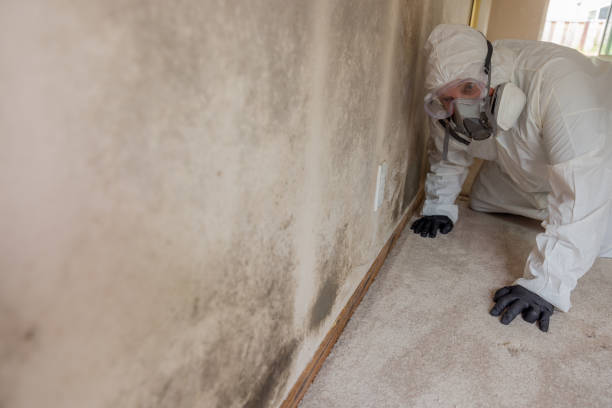 Best Biohazard Mold Removal  in USA